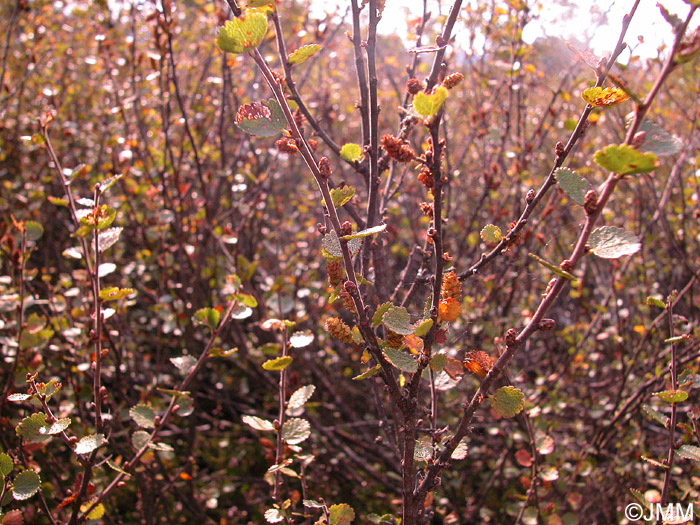 Betula nana