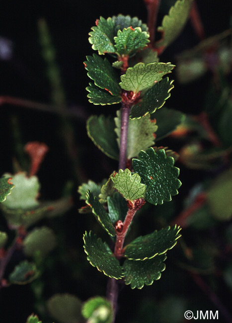 Betula nana