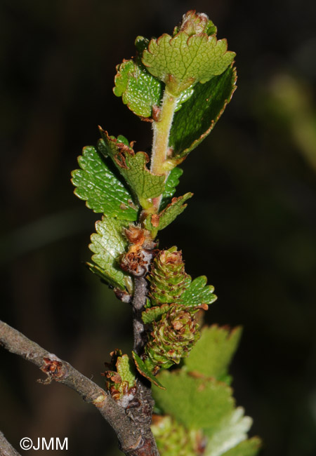 Betula nana