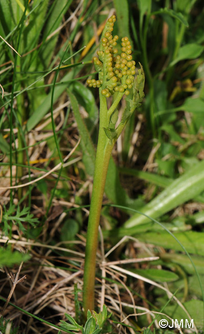 Botrychium matricariifolium