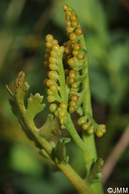 Botrychium matricariifolium