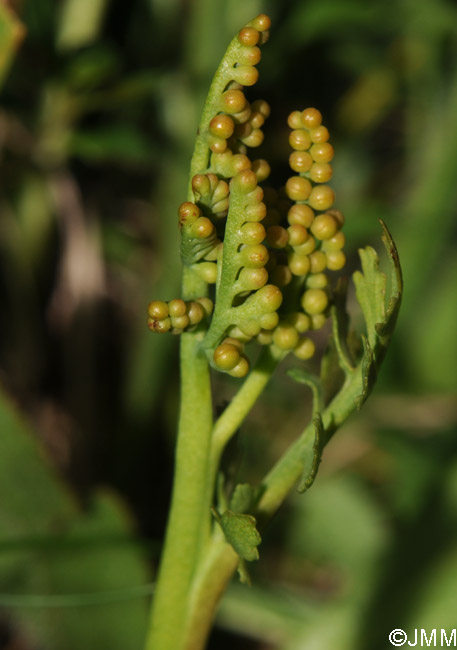 Botrychium matricariifolium