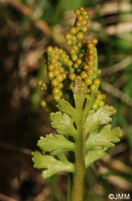 Botrychium matricariifolium