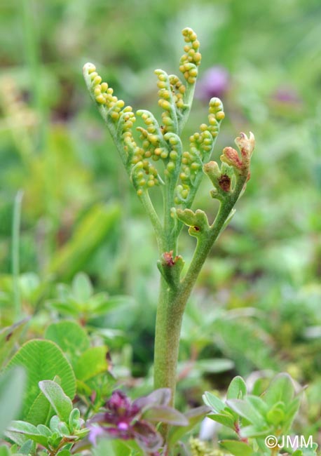 Botrychium matricariifolium