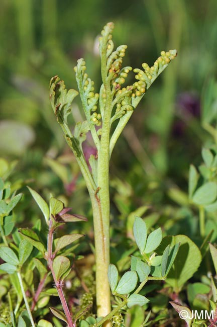 Botrychium matricariifolium