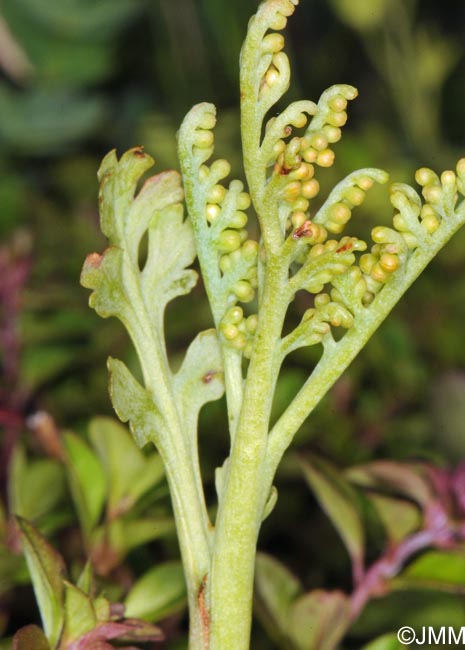 Botrychium matricariifolium