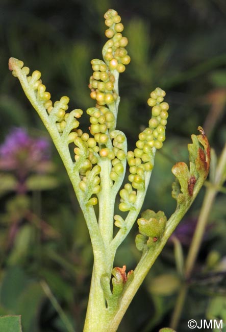 Botrychium matricariifolium
