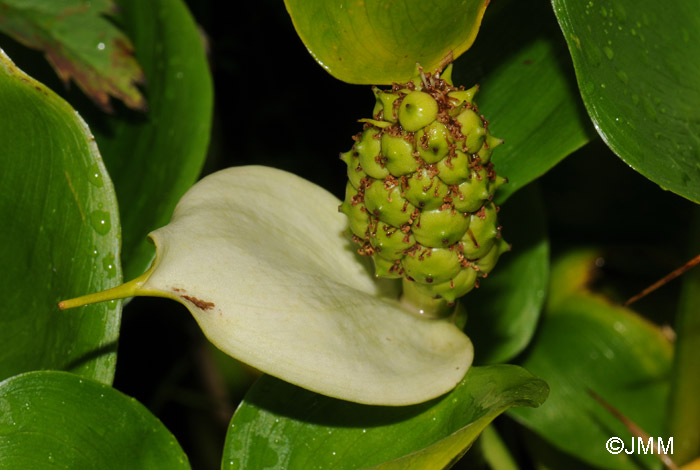 Calla palustris