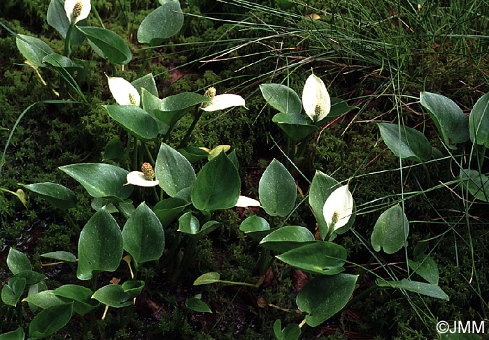 Calla palustris