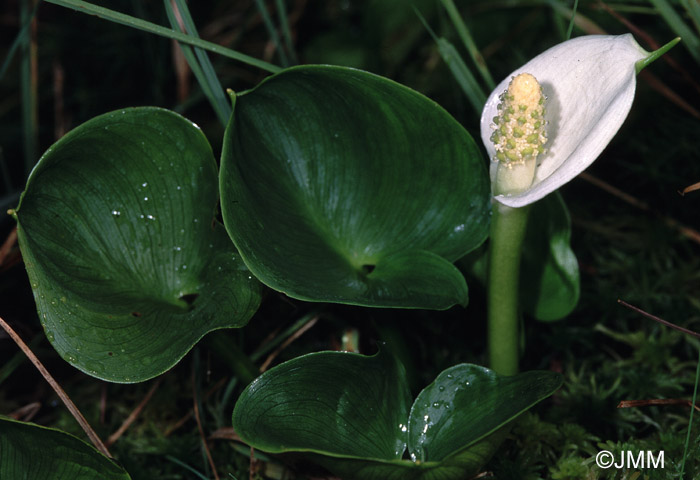 Calla palustris