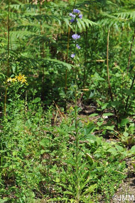 Campanula cervicaria