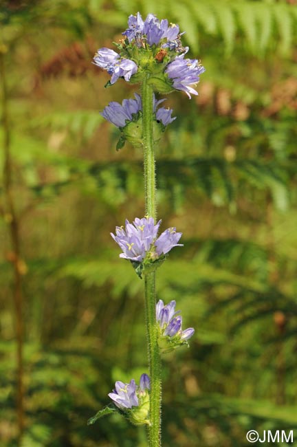 Campanula cervicaria