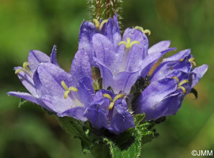 Campanula cervicaria