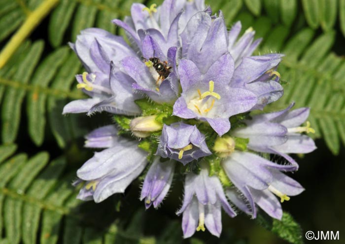 Campanula cervicaria