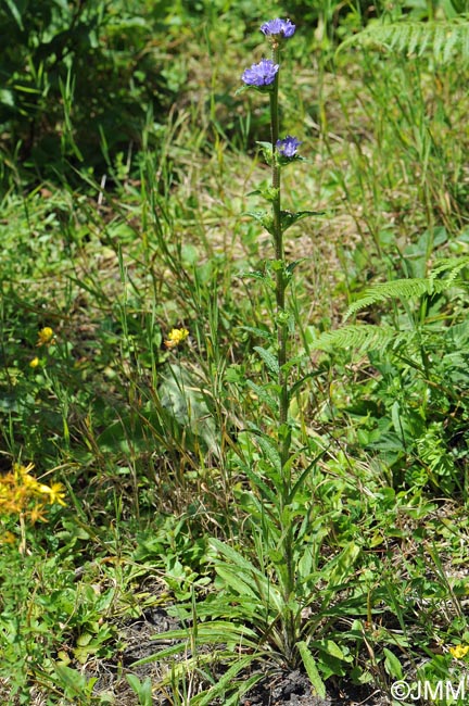 Campanula cervicaria