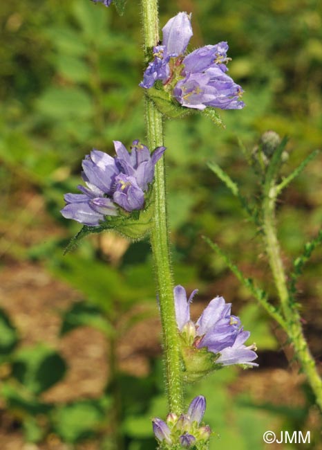 Campanula cervicaria