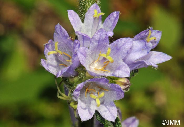 Campanula cervicaria