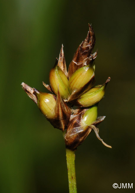 Carex chordorrhiza