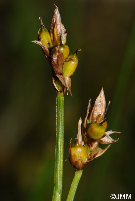 Carex chordorrhiza