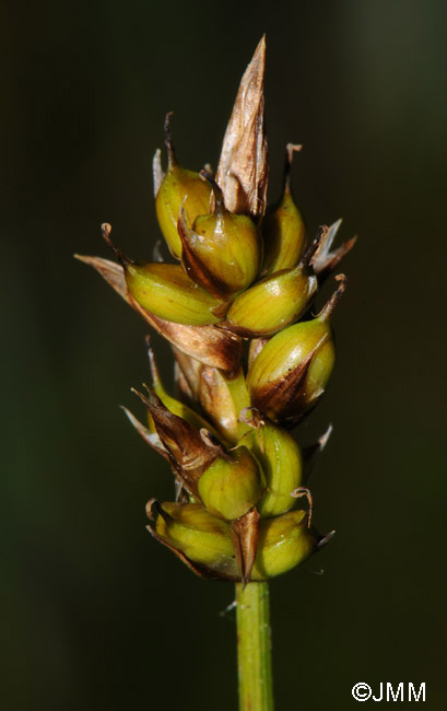 Carex chordorrhiza