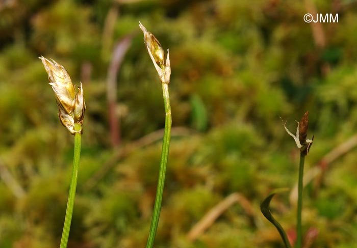 Carex chordorrhiza