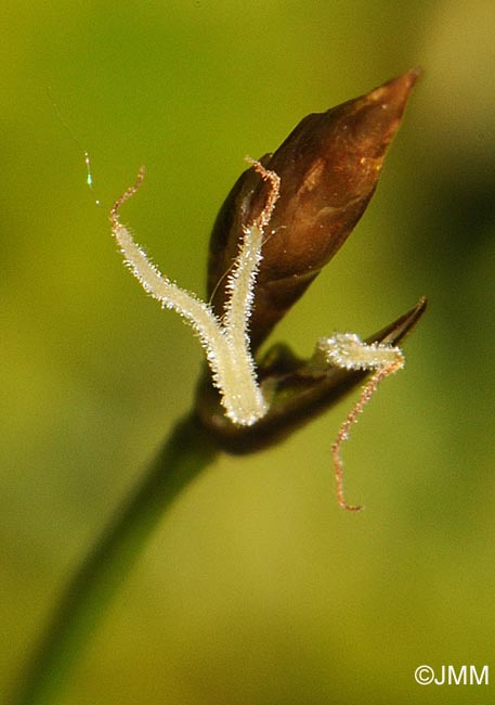 Carex chordorrhiza