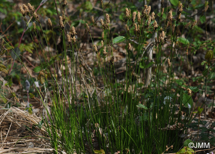 Carex fritschii