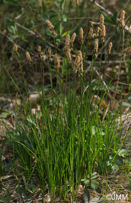 Carex fritschii