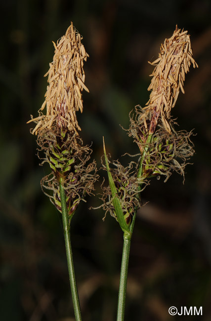 Carex fritschii