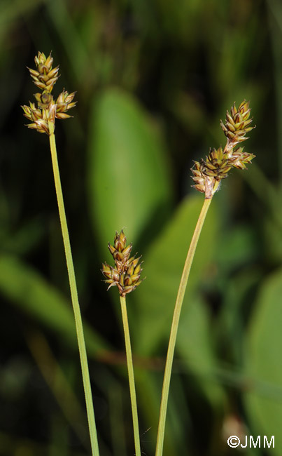 Carex heleonastes