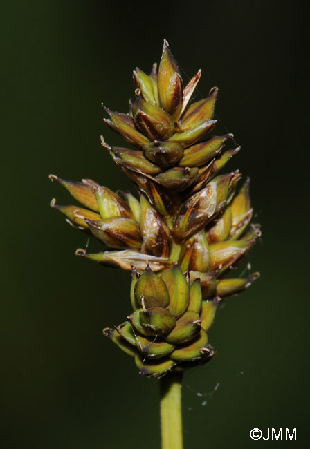 Carex heleonastes