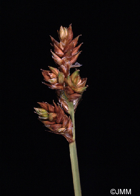 Carex heleonastes.