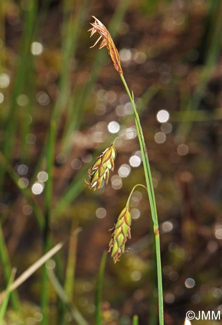 Carex limosa