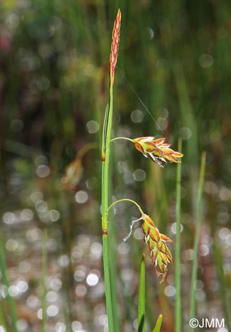 Carex limosa