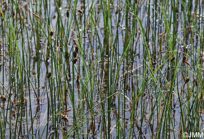 Carex limosa