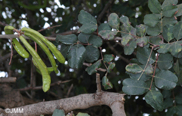 Ceratonia siliqua