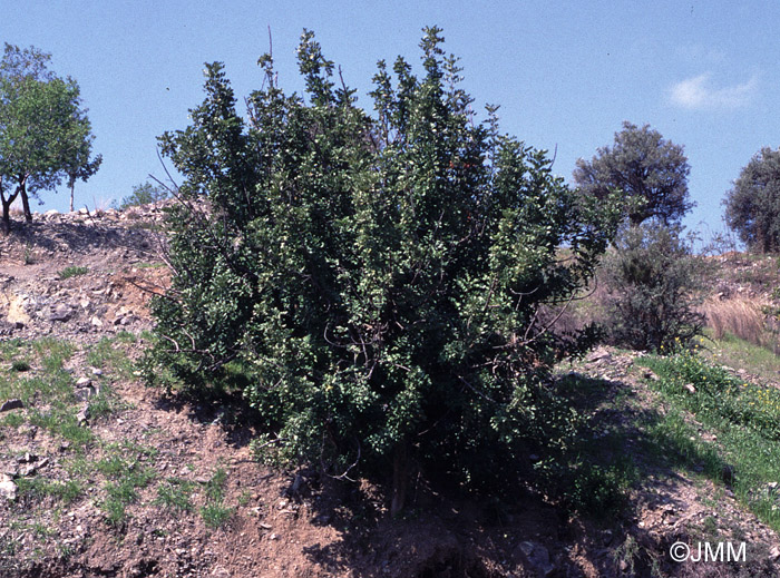 Ceratonia siliqua