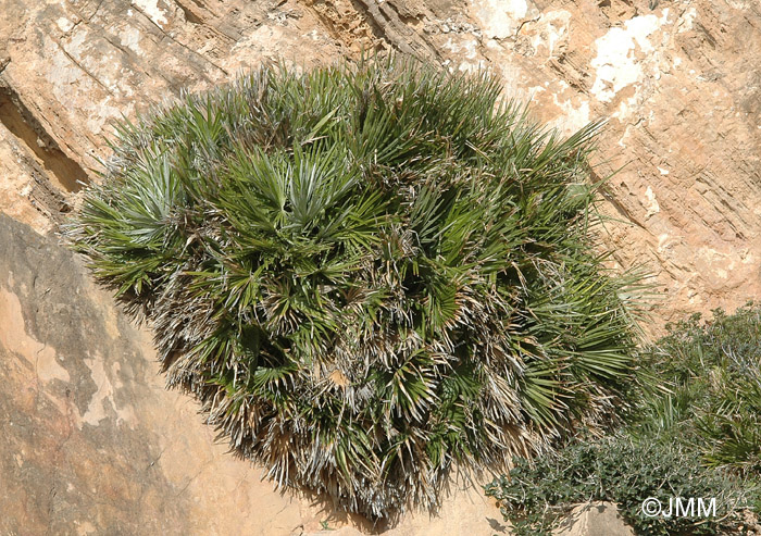 Chamaerops humilis 