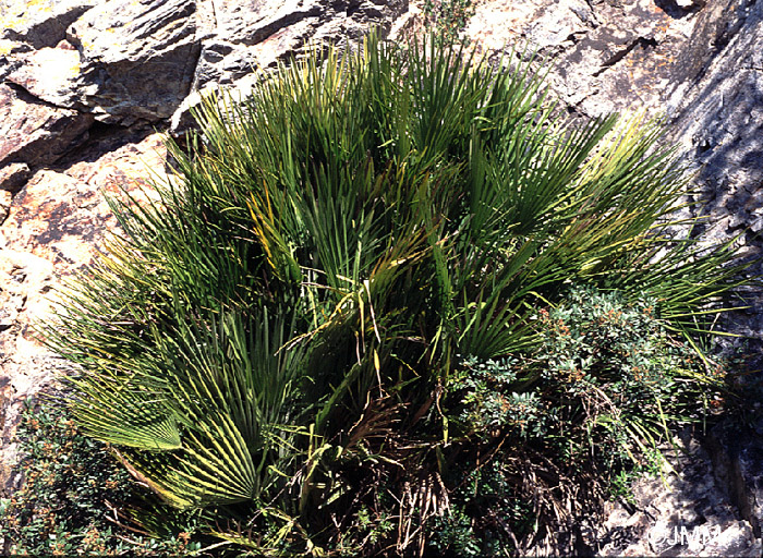 Chamaerops humilis 