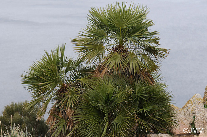 Chamaerops humilis