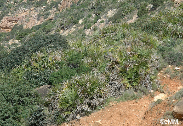 Chamaerops humilis 