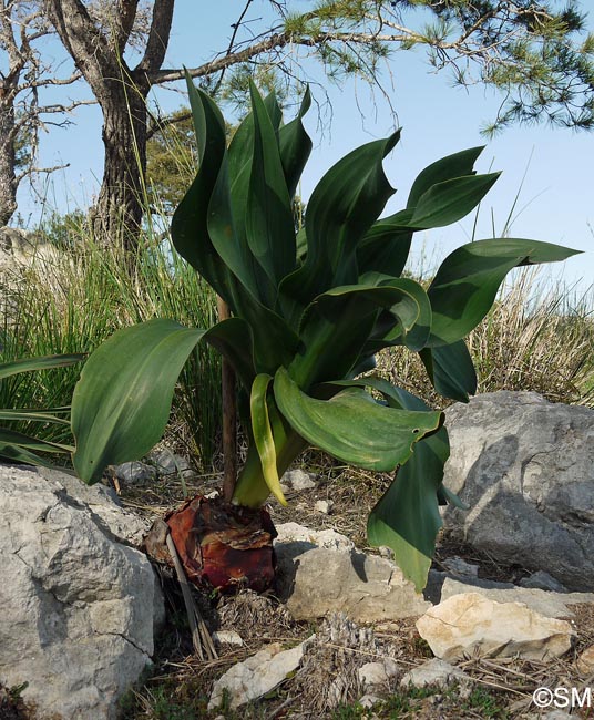 Charybdis maritima = Urginea maritima