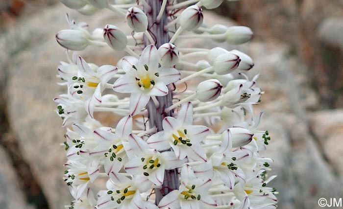 Charybdis maritima = Urginea maritima