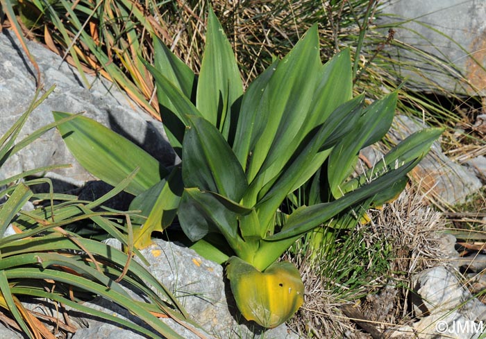 Charybdis maritima = Urginea maritima