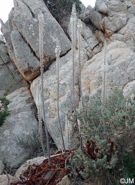 Charybdis maritima = Urginea maritima