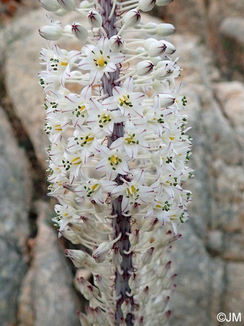 Charybdis maritima = Urginea maritima