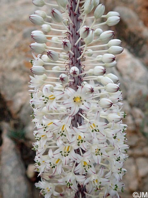 Charybdis maritima = Urginea maritima