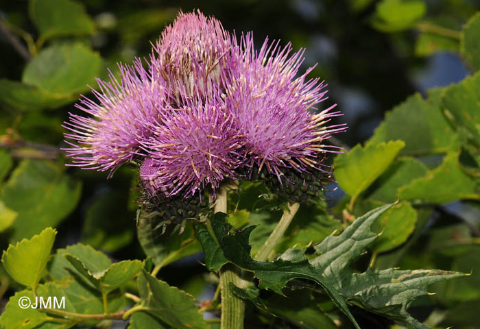 Cirsium montanum