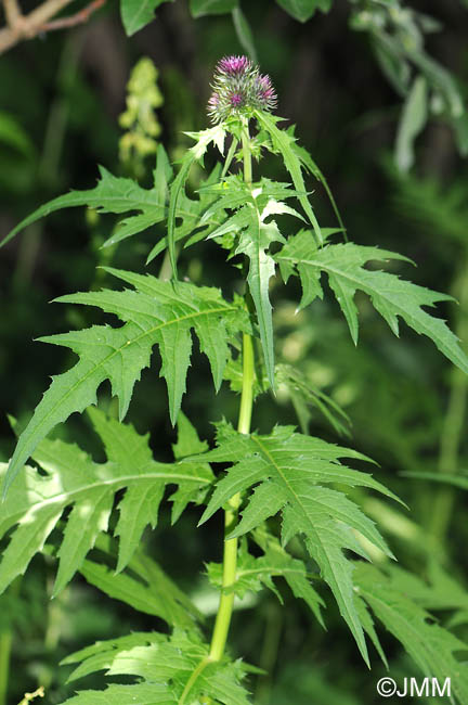 Cirsium montanum