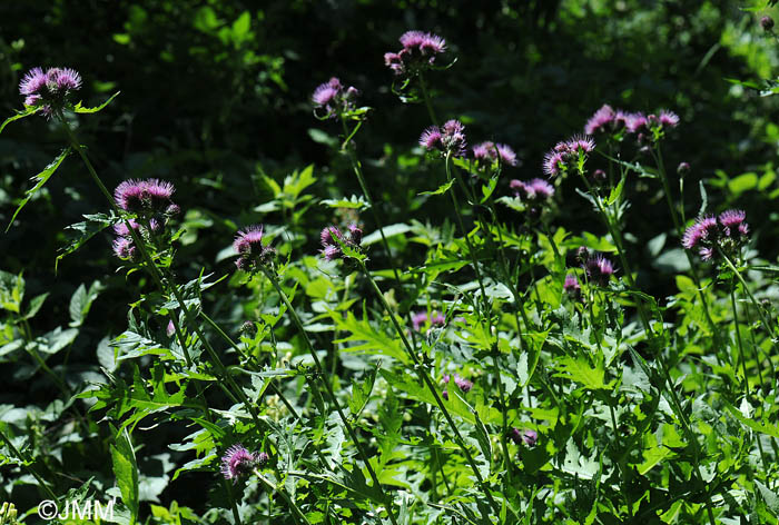 Cirsium montanum